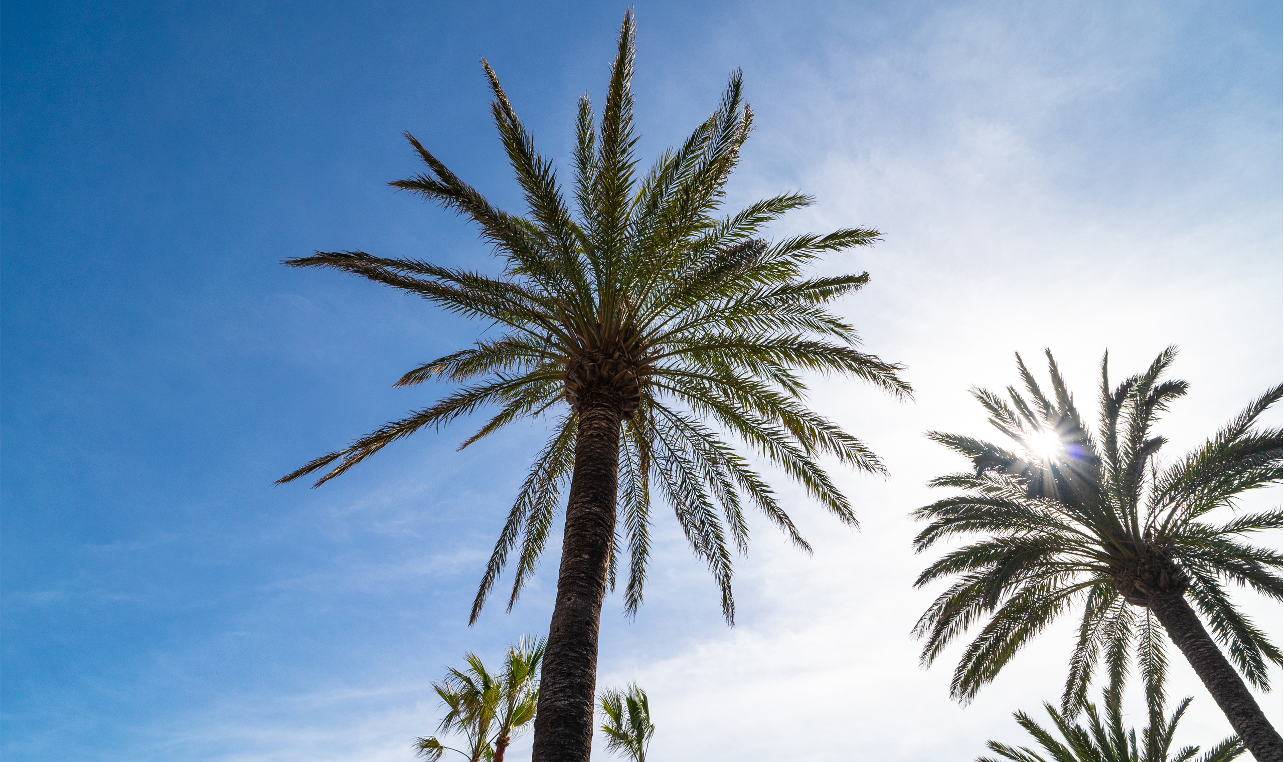 Palms PortBlue Hotel Group